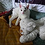 animal, black_tail, blanket, cat, cozy, cushion, cute, domestic, feline, fur, indoor, kitten, pet, relaxing, resting, soft_texture, stuffed_toy, teddy_bear, white_cat, young