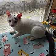 Angel participe au concours pour gagner de l'argent avec cette photo : animal, black_tail, cartoon_animals, cat, closeup, colorful, curious, decor, domestic_cat, feline, indoor, lace_curtains, mat, paw_prints, pet, playful, soft_light, table, white_cat, window