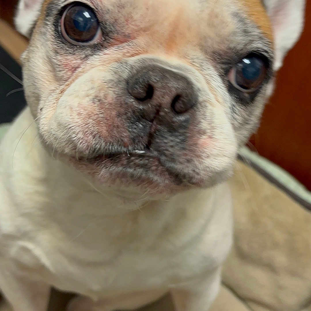 Lily joined the competition — help win amazing prizes! animal, bed, brown, canine, close_up, companion, cute, dog, ears, face, french_bulldog, fur, indoor, looking, nose, paws, pet, portrait, sitting, white