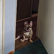 Taz is registered to the contest to win money with this photo: animal, brown_dog, carpet, cute, dog, door_frame, doorway, expression, floor, french_bulldog, glove, indoor, looking, pet, red_glove, sitting, small_dog, tongue_out, wall, wood_floor