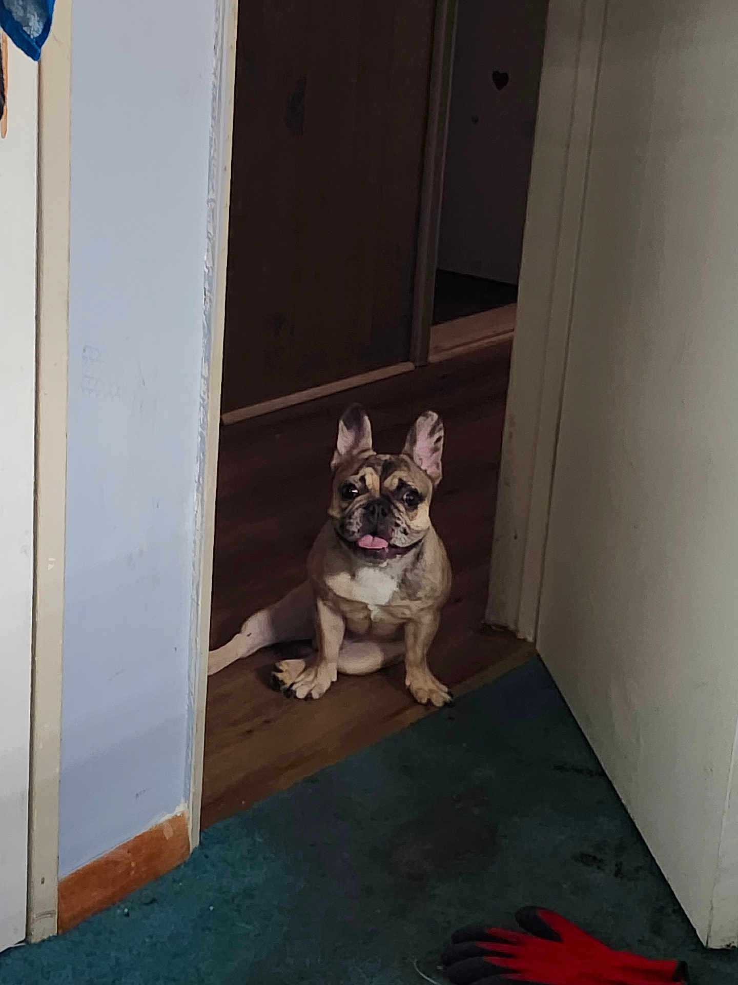 Taz