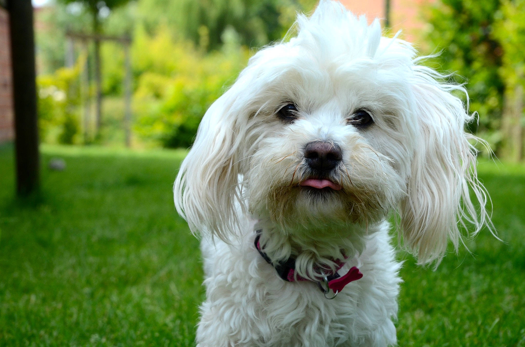 Belle Et Charly a rejoint le concours — aidez-le/la à gagner de superbes lots ! canidae, carnivore, companion_dog, dog, dog_breed, dog_collar, grass, maltepoo, non_sporting_group, plant, small_terrier, snout, sporting_group, terrier, toy_dog, tree, water_dog, working_animal