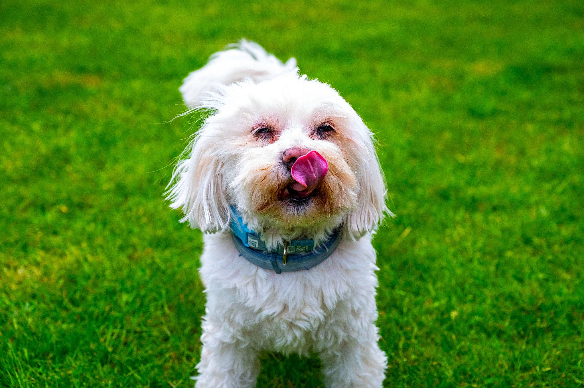 Belle Et Charly participe au concours pour gagner de l'argent avec cette photo : canidae, carnivore, collar, companion_dog, dog, dog_breed, dog_collar, dog_supply, grass, maltepoo, non_sporting_group, plant, poodle_crossbreed, small_terrier, sporting_group, terrier, toy_dog, water_dog, working_animal