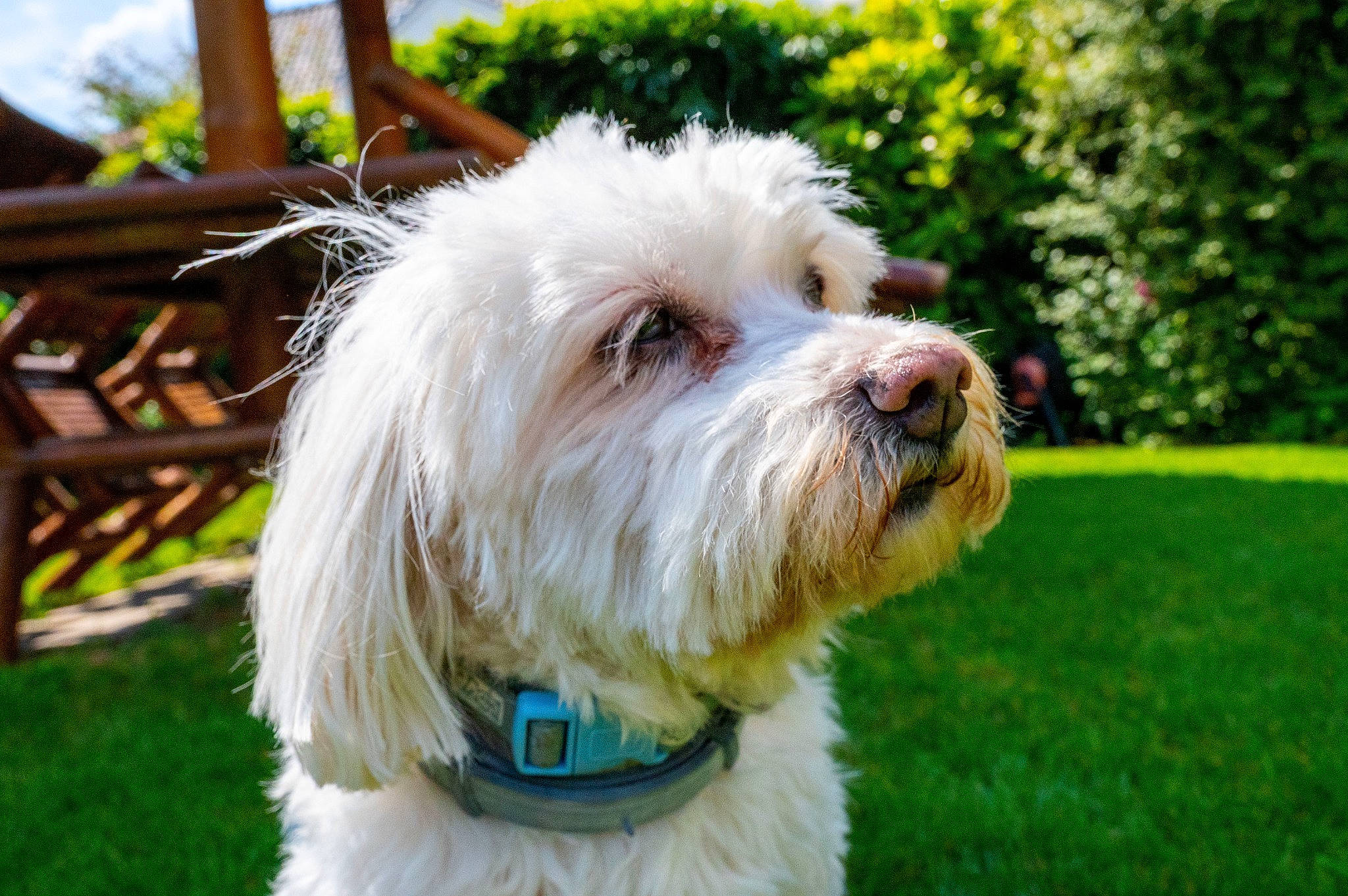 Belle Et Charly participe au concours pour gagner de l'argent avec cette photo : canidae, carnivore, cockapoo, collar, companion_dog, dog, dog_breed, dog_collar, dog_supply, fur, grass, maltepoo, non_sporting_group, plant, small_terrier, snout, sporting_group, terrier, toy_dog, working_animal