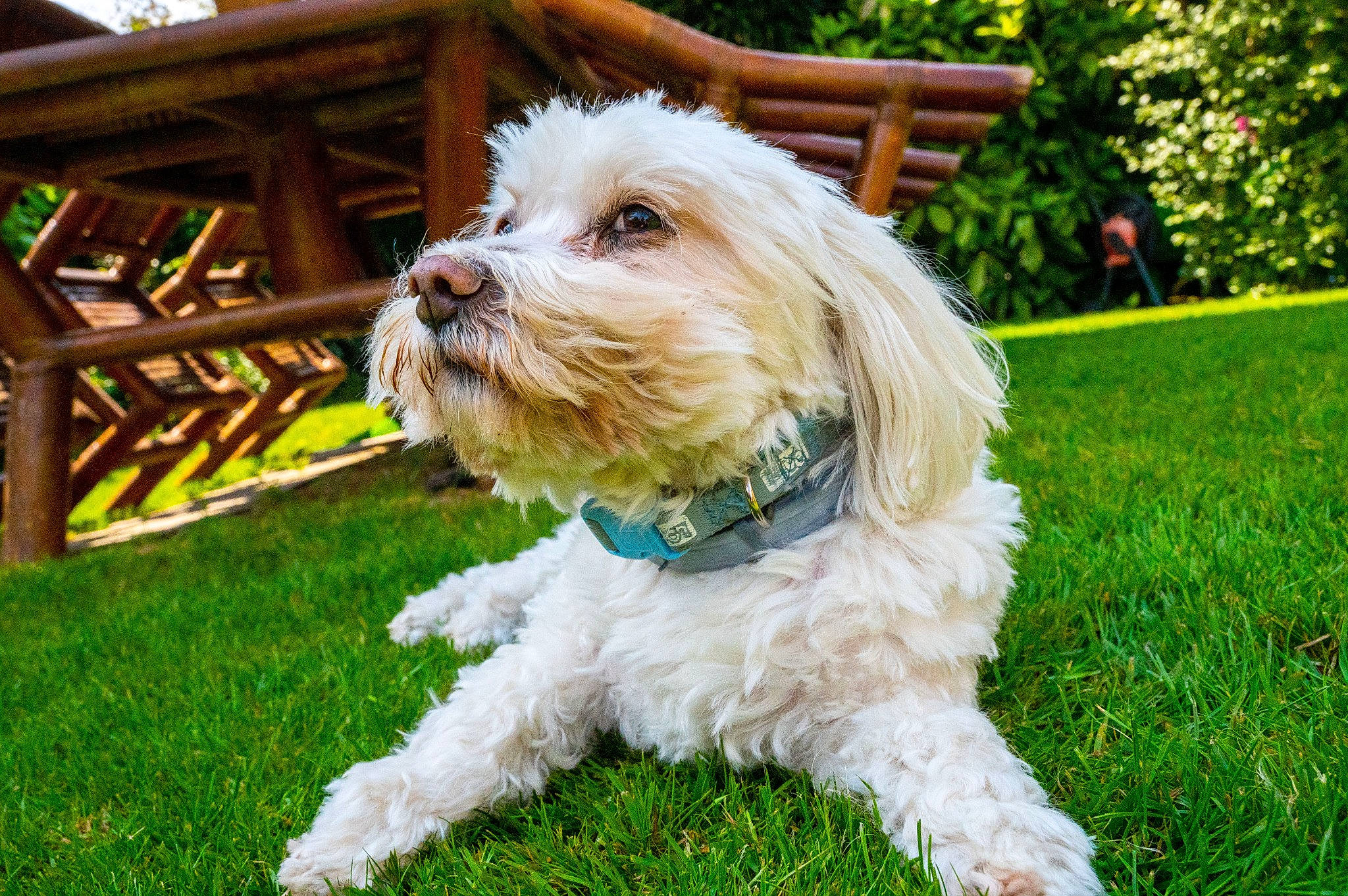 Belle Et Charly participe au concours pour gagner de l'argent avec cette photo : carnivore, cockapoo, collar, companion_dog, dog, dog_breed, dog_collar, dog_supply, fur, goggles, grass, labradoodle, outdoor_furniture, plant, poodle_crossbreed, small_terrier, snout, sporting_group, terrier, toy_dog