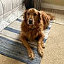 dog, golden_retriever, pet, indoor, rug, carpet, bed, furniture, animal, canine, laying_down, looking_at_camera, brown_fur, cozy, home, floor, living_space, domestic, cute, calm