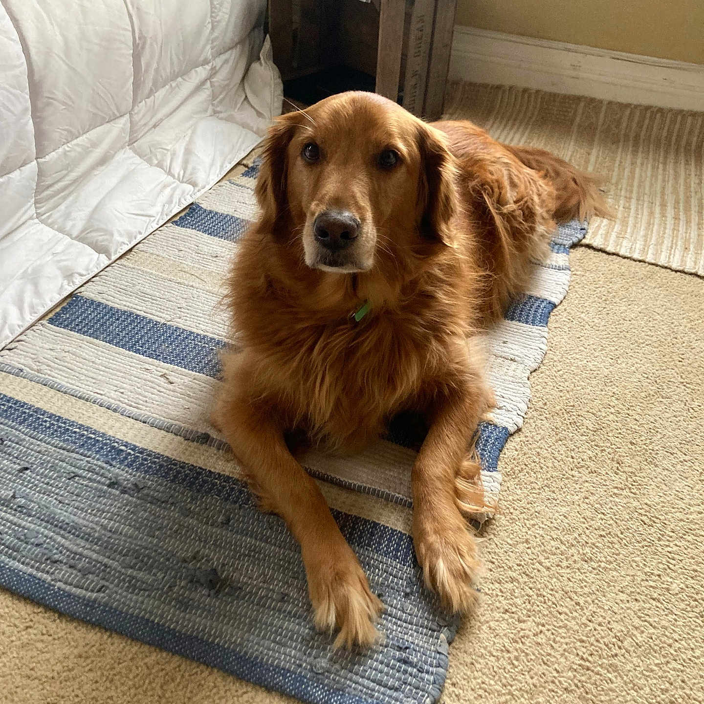 Harley joined the competition — help win amazing prizes! animal, bed, brown_fur, calm, canine, carpet, cozy, cute, dog, domestic, floor, furniture, golden_retriever, home, indoor, laying_down, living_space, looking_at_camera, pet, rug