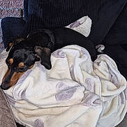 Stephanie Hammel joined the competition — help win amazing prizes! animal, black, blanket, brick_wall, comfortable, corduroy, couch, cozy, dog, fur, fur_texture, home, indoor, lounging, pet, relaxed, resting, soft, spot_pattern, tan