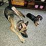 Stephanie Hammel joined the competition — help win amazing prizes! animal, black, brown, canine, carpet, collar, curious, dachshund, decor, dog, floor, german_shepherd, household, indoor, large_dog, pet, relaxed, resting, shelf, small_dog