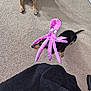 animal, black_dog, brown_dog, canine, carpet, cute, dog, domestic, floor, funny, fur, household, indoor, octopus_toy, paws, pet, playful, plush_toy, tail, toy