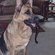 Maya is registered to the contest to win money with this photo: dog, german_shepherd, indoor, carpet, furniture, leather_couch, table, lamp, pet, animal, tongue_out, ears_up, brown, black, sitting, home, living_room, canine, mammal, domestic