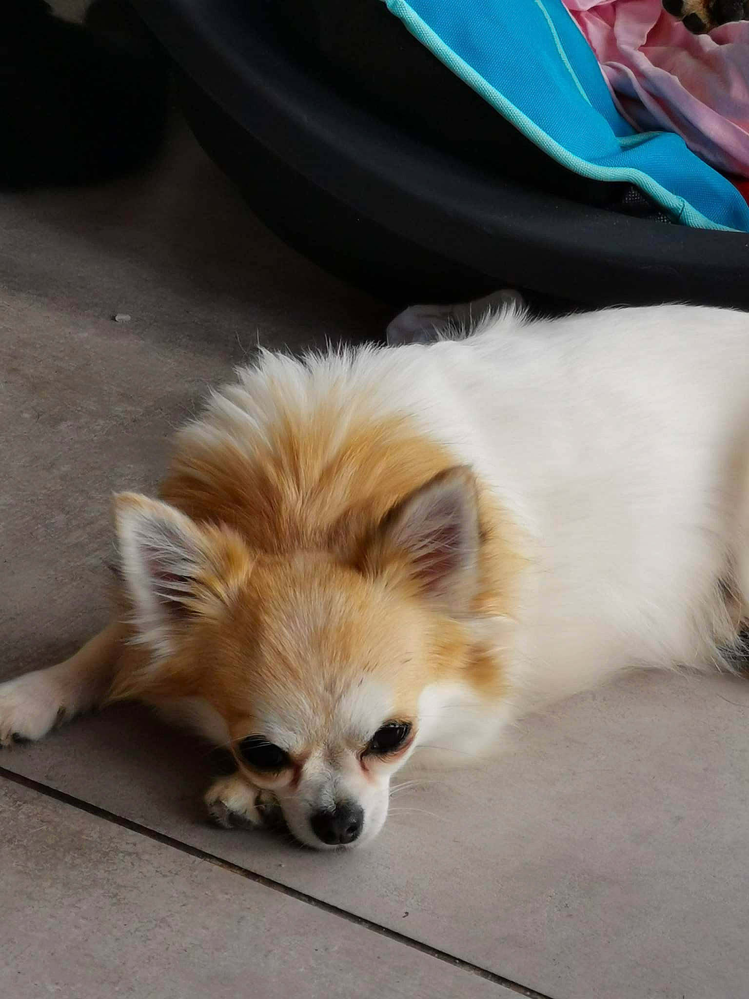 Angie participe au concours pour gagner de l'argent avec cette photo : canidae, carnivore, chihuahua, companion_dog, dog, dog_breed, ear, elo, fawn, fur, german_spitz_mittel, mammal, non_sporting_group, papillon, pomeranian, puppy, snout, spitz, sporting_group, toy_dog