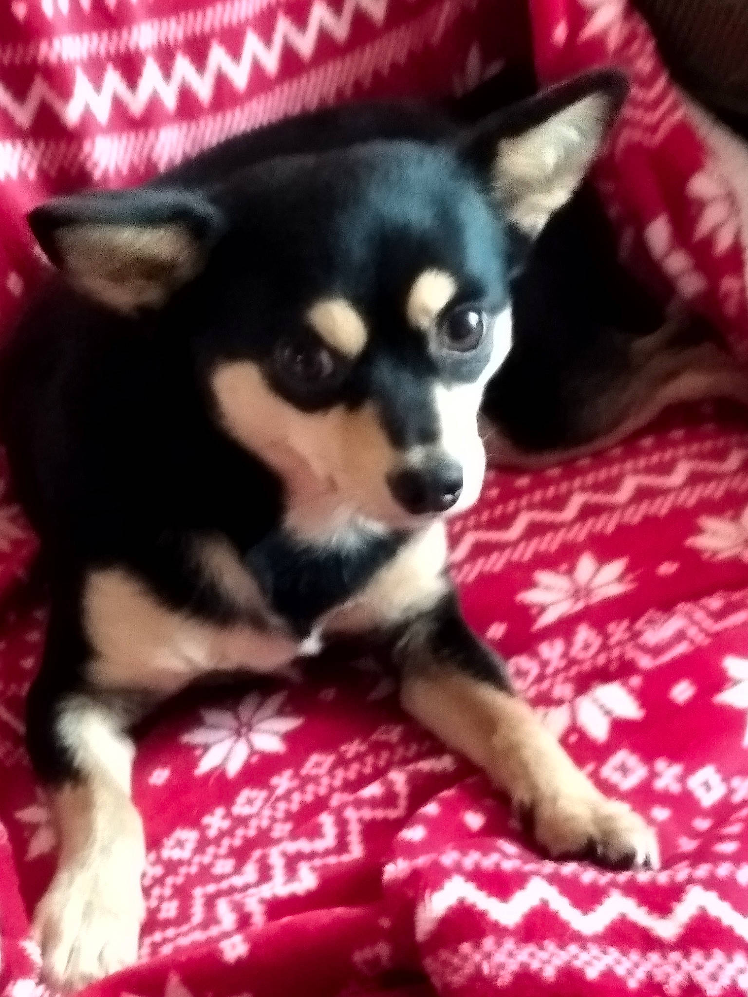 Poupie participe au concours pour gagner de l'argent avec cette photo : canidae, carmine, carnivore, comfort, companion_dog, dog, dog_breed, dog_supply, fawn, fur, non_sporting_group, pattern, paw, snout, sporting_group, terrestrial_animal, toy_dog, working_animal, working_dog