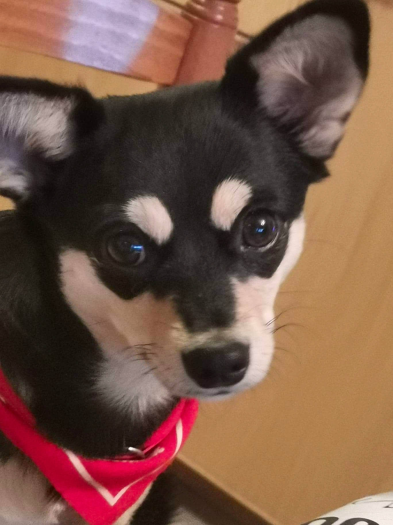 Poupie participe au concours pour gagner de l'argent avec cette photo : alaskan_klee_kai, canidae, carnivore, chihuahua, companion_dog, corgi_chihuahua, dog, dog_breed, mammal, miniature_siberian_husky, nose, puppy, rare_breed_dog, siberian_husky, snout, sporting_group, toy_dog, vertebrate, whiskers