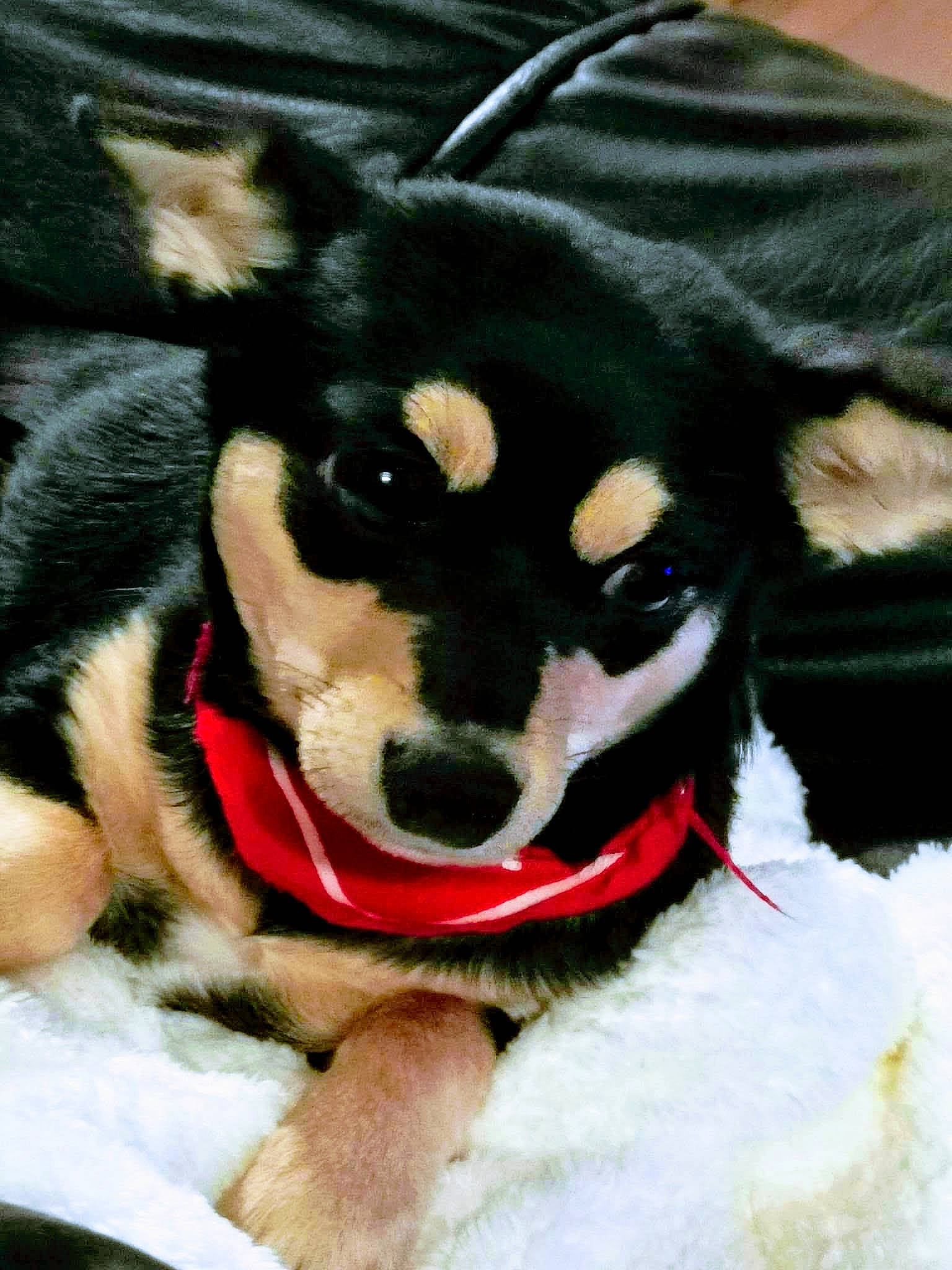 Poupie participe au concours pour gagner de l'argent avec cette photo : canidae, carnivore, collar, companion_dog, costume_hat, dog, dog_breed, dog_clothes, dog_supply, fawn, fur, paw, plush, snout, sporting_group, stuffed_toy, tail, toy, whiskers, working_animal