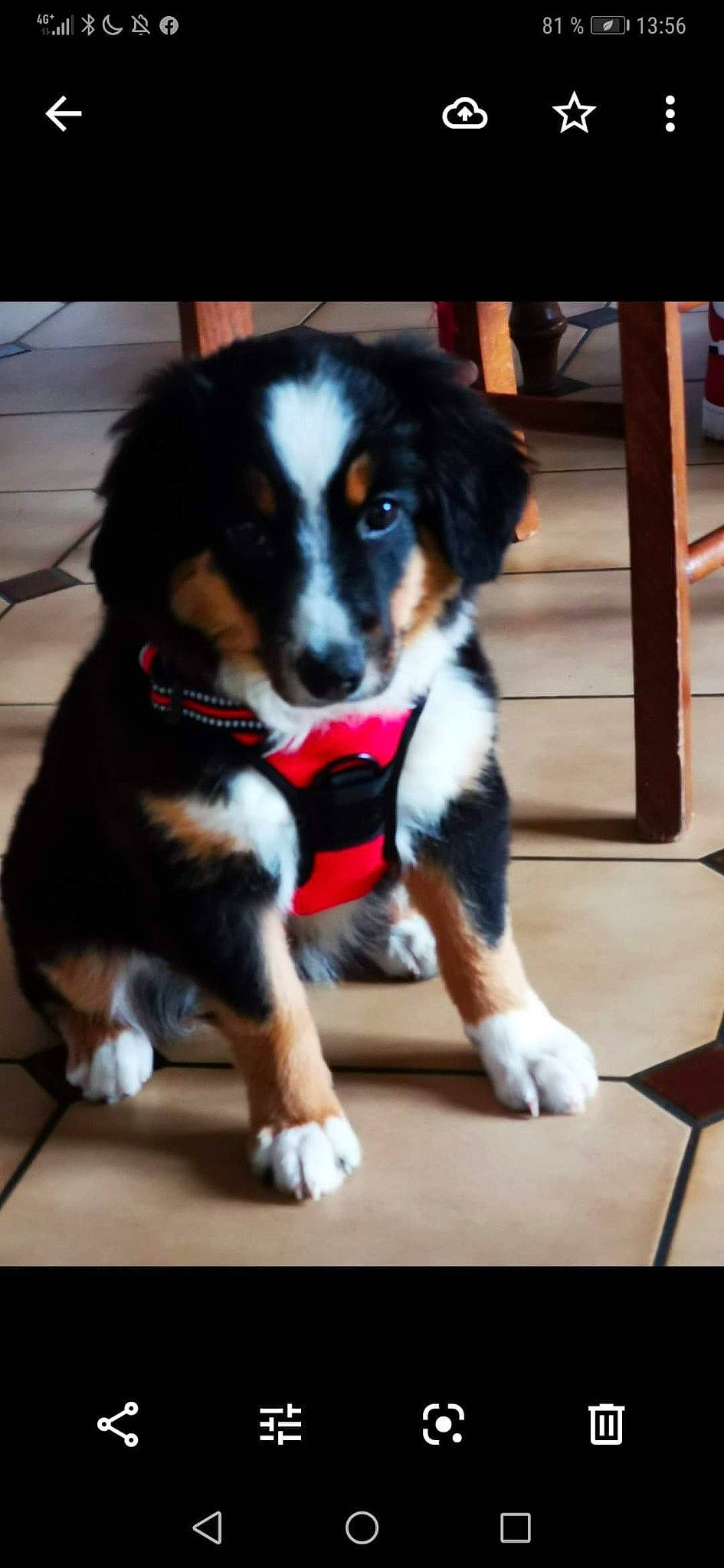 Pearl participe au concours pour gagner de l'argent avec cette photo : appenzeller_sennenhund, australian_collie, australian_shepherd, bernese_mountain_dog, canidae, carnivore, companion_dog, dog, dog_breed, english_shepherd, entlebucher_mountain_dog, greater_swiss_mountain_dog, mammal, puppy, rare_breed_dog, snout, sporting_group, vertebrate, welsh_sheepdog, working_dog