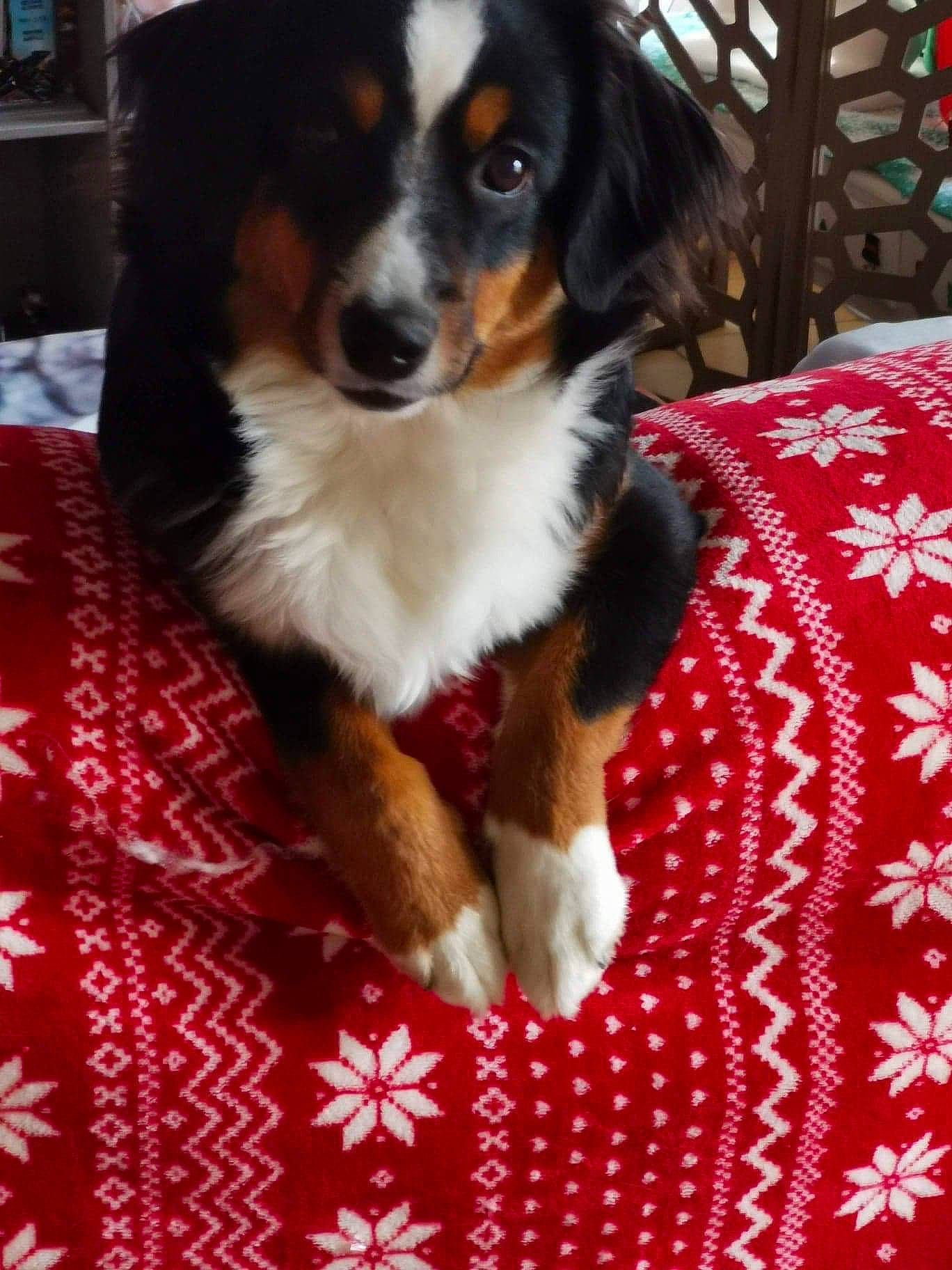 Pearl a rejoint le concours — aidez-le/la à gagner de superbes lots ! australian_shepherd, bernese_mountain_dog, canidae, carnivore, companion_dog, dog, dog_breed, english_shepherd, mammal, miniature_australian_shepherd, puppy, rare_breed_dog, snout, sporting_group, vertebrate