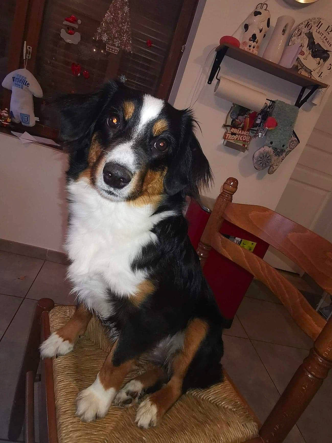 Pearl a rejoint le concours — aidez-le/la à gagner de superbes lots ! appenzeller_sennenhund, australian_shepherd, bernese_mountain_dog, canidae, carnivore, companion_dog, dog, dog_breed, english_shepherd, entlebucher_mountain_dog, greater_swiss_mountain_dog, mammal, small_greek_domestic_dog, sporting_group, vertebrate, working_dog