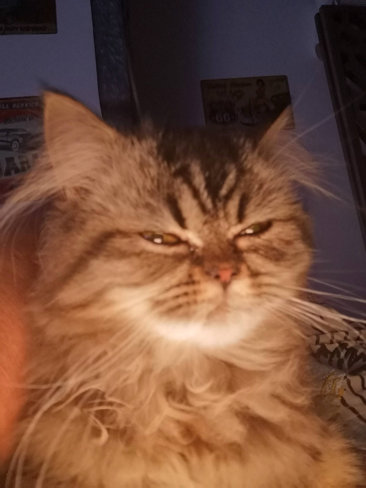 Pilla a rejoint le concours — aidez-le/la à gagner de superbes lots ! asian_semi_longhair, british_longhair, british_semi_longhair, carnivore, cat, domestic_long_haired_cat, eye, felidae, fur, kitten, maine_coon, mammal, norwegian_forest_cat, nose, persian, siberian, small_to_medium_sized_cats, snout, tabby_cat, whiskers