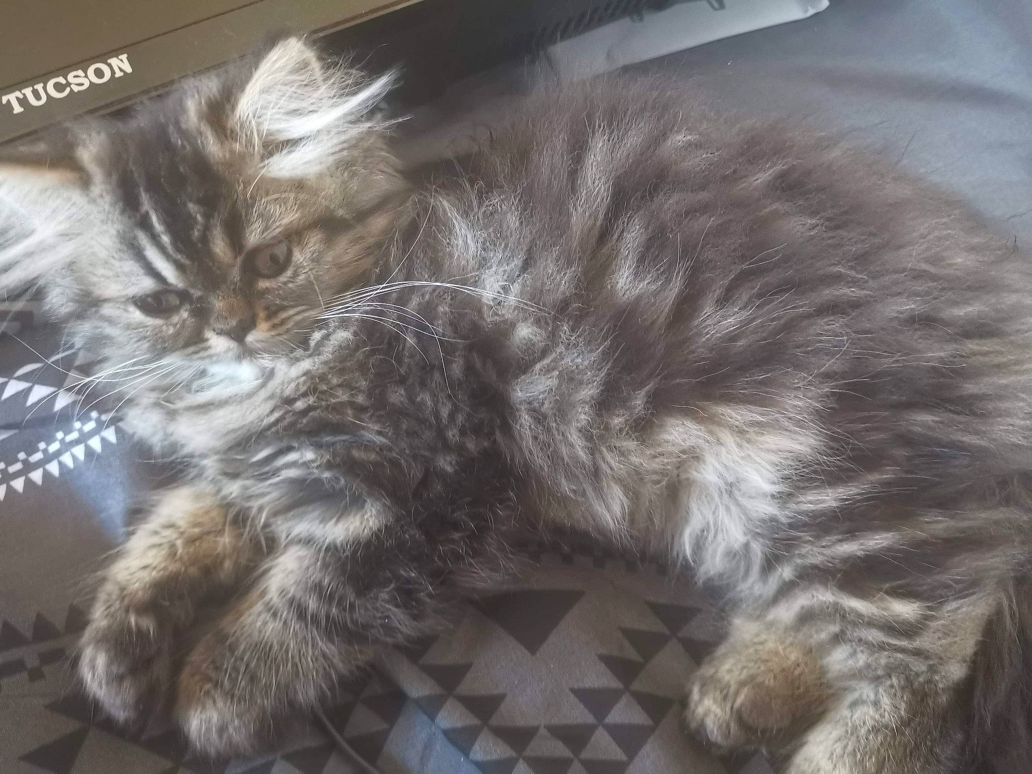 Pilla a rejoint le concours — aidez-le/la à gagner de superbes lots ! american_curl, british_longhair, british_semi_longhair, carnivore, cat, domestic_long_haired_cat, european_shorthair, felidae, fur, kitten, maine_coon, nap, norwegian_forest_cat, pixie_bob, polydactyl_cat, ragamuffin, siberian, small_to_medium_sized_cats, tail, whiskers