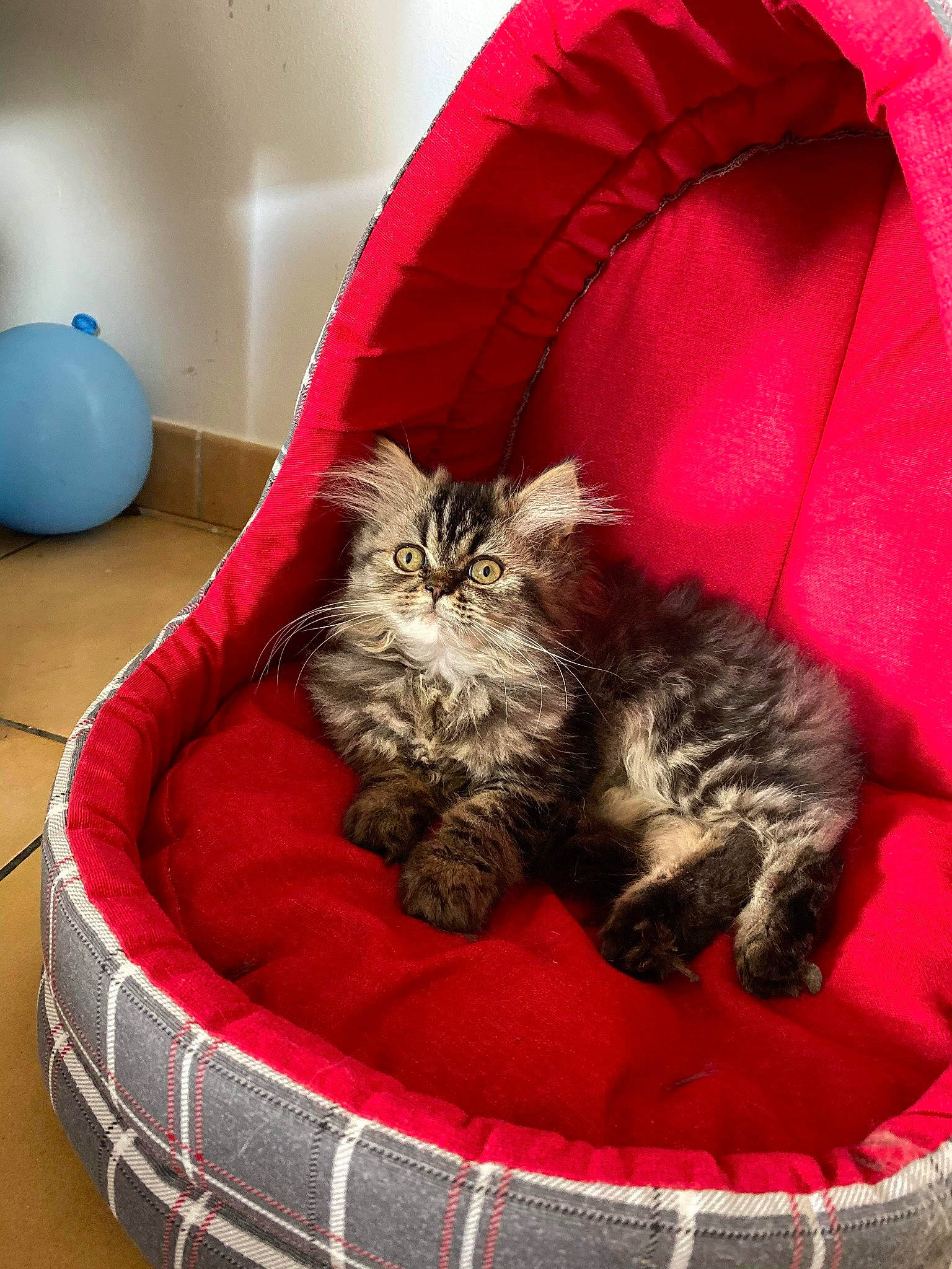 Pilla a rejoint le concours — aidez-le/la à gagner de superbes lots ! american_curl, british_longhair, british_semi_longhair, carnivore, cat, cat_bed, cat_supply, domestic_long_haired_cat, felidae, fur, kitten, maine_coon, mammal, norwegian_forest_cat, pixie_bob, ragamuffin, selkirk_rex, siberian, small_to_medium_sized_cats, whiskers