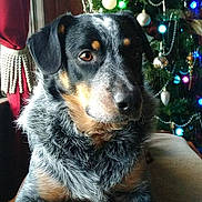 Bow joined the competition — help win amazing prizes! dog, dog_face, pet, christmas_tree, ornament, christmas_light, festive, indoor, curtain, window, paws, fur, portrait, closeup, bauble, garland, beads, brown_eyes, seated, cozy