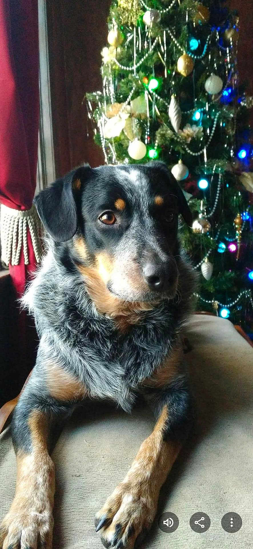 Bow joined the competition — help win amazing prizes! dog, dog_face, pet, christmas_tree, ornament, christmas_light, festive, indoor, curtain, window, paws, fur, portrait, closeup, bauble, garland, beads, brown_eyes, seated, cozy