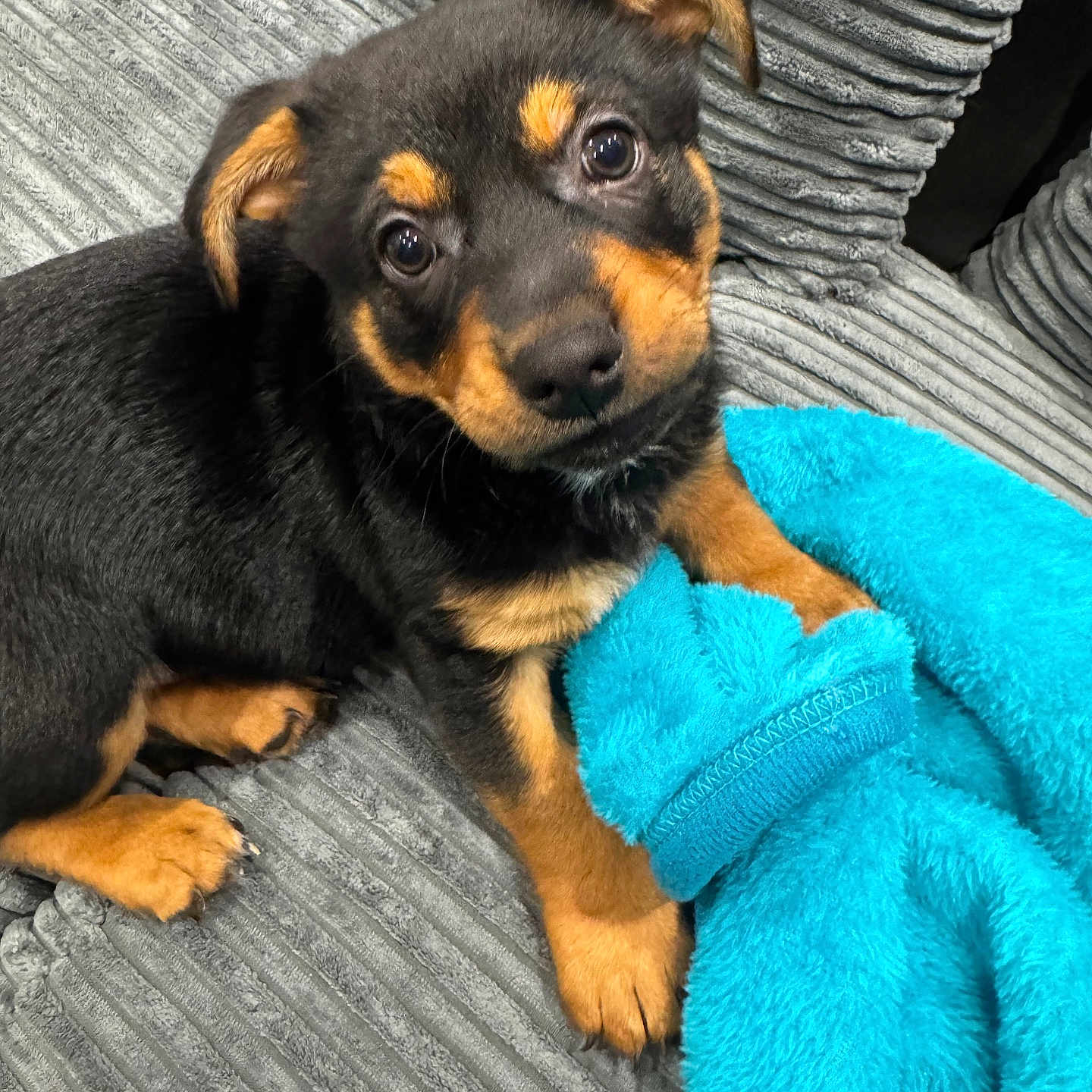 Lockie joined the competition — help win amazing prizes! animal, black_and_tan, blanket, blue, comfort, couch, cozy, cute, dog, ears, fur, furry, indoor, looking_up, paw, pet, puppy, small, texture, young