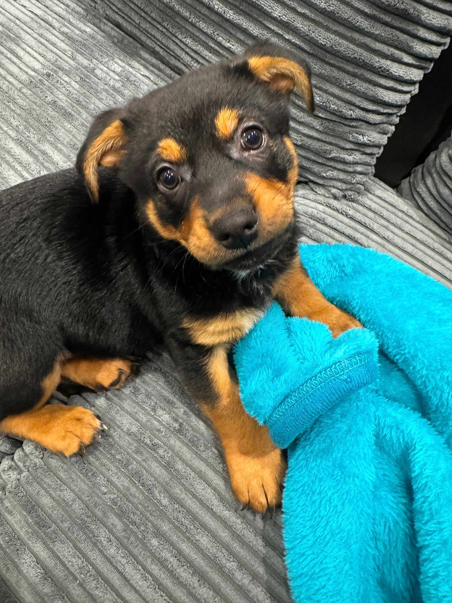 Lockie joined the competition — help win amazing prizes! puppy, dog, pet, black_and_tan, cute, young, furry, couch, blanket, blue, texture, indoor, animal, small, fur, looking_up, ears, paw, comfort, cozy