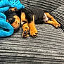 Lockie is registered to the contest to win money with this photo: puppy, sleeping, dog, blanket, couch, cozy, fur, pet, indoors, resting, cute, small, brown, black, paw, snout, soft, comfort, animal, relaxation