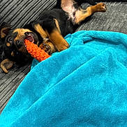 Lockie is registered to the contest to win money with this photo: puppy, dog, toy, orange, blanket, turquoise, couch, grey, playful, pet, fur, cute, indoor, lying_down, young, animal, teeth, paw, happy, relaxed