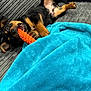 puppy, dog, toy, orange, blanket, turquoise, couch, grey, playful, pet, fur, cute, indoor, lying_down, young, animal, teeth, paw, happy, relaxed