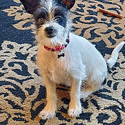 Roxy joined the competition — help win amazing prizes! animal, bone_tag, carpet, closeup, collar, curious, cute, dog, domestic_animal, ears, floor, fur, home, indoor, looking_at_camera, patterned_rug, pet, scruffy, sitting, small_dog
