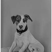 Milo a rejoint le concours — aidez-le/la à gagner de superbes lots ! puppy, dog, black_and_white, collar, toy, rope_toy, sitting, pet, animal, cute, portrait, indoor, fur, spot, ears, nose, eyes, young, adorable, soft_surface