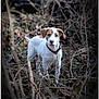 dog, puppy, outdoor, forest, branches, leaves, nature, animal, white, brown, collar, young, curious, alert, canine, fur, pet, standing, background_blur, wild
