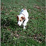 puppy, dog, grass, outdoor, nature, young_dog, animal, walking, collar, brown_and_white, curious, pet, greenery, field, mammal, canine, playful, leaf, daylight, close_up
