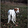 puppy, dog, animal, outdoor, forest, leaves, nature, grass, brown, white, young, pet, canine, collar, curious, standing, background_blur, daylight, mammal, walk