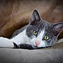 cat, gray_cat, white_cat, pet, animal, feline, cute, relaxed, lying_down, yellow_eyes, whiskers, soft_texture, close_up, indoor, cozy, fur, face, ears, pink_nose, resting