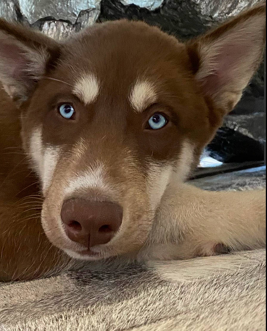 Rudy is registered to the contest to win money with this photo: ancient_dog_breeds, canidae, canis, carnivore, companion_dog, dog, dog_breed, fang, fawn, fur, herding_dog, non_sporting_group, snout, sporting_group, terrestrial_animal, whiskers, working_animal, working_dog