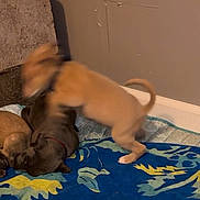 Nyxar Kaelix is registered to the contest to win money with this photo: puppy, dog, playing, jumping, blur, blanket, blue, yellow, indoor, floor, wall, brown_dog, tan_dog, collar, motion, pet, young_animal, cute, animal, resting