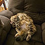 Nala joined the competition — help win amazing prizes! cat, fluffy, curled_up, armchair, cozy, relaxed, indoor, furniture, pet, sleepy, tabby, wooden_floor, paw, fur, cute, domestic, resting, home, comfort, animal