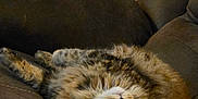 Nala is registered to the contest to win money with this photo: cat, tabby, fluffy, upside_down, couch, brown, indoor, pet, fur, whiskers, ears, relaxed, wide_eyes, curious, animal, feline, home, comfort, seated, resting