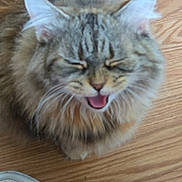 Nala joined the competition — help win amazing prizes! cat, tabby, fluffy, mouth_open, closed_eyes, wooden_floor, pet, indoor, fur, whiskers, animal, cute, sitting, pink_blanket, shoe, domestic, feline, close_up, expression, furry