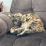 Nala is registered to the contest to win money with this photo: cat, tabby, sleeping, feline, fur, pet, indoor, resting, cozy, chair, recliner, gray, couch, domestic, animal, relaxation, cute, whiskers, paw, nap
