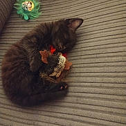 Salem is registered to the contest to win money with this photo: kitten, cat, sleeping, toy, plush, couch, gray, furry, cute, pet, animal, nap, cozy, resting, small, indoor, soft, fur, clutching, relaxed