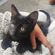 Salem is registered to the contest to win money with this photo: animal, black_kitten, blanket, cat, close_up, comfort, cozy, cute, domestic_cat, fur, furry, hand, outdoor, paw, pet, resting, soft_texture, whiskers, yellow_eyes, young_cat