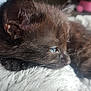 Salem joined the competition — help win amazing prizes! kitten, cat, black_cat, blue_eyes, close_up, sleeping, resting, fur, pet, animal, soft, blanket, texture, cozy, indoor, cute, young, portrait, whiskers, feline