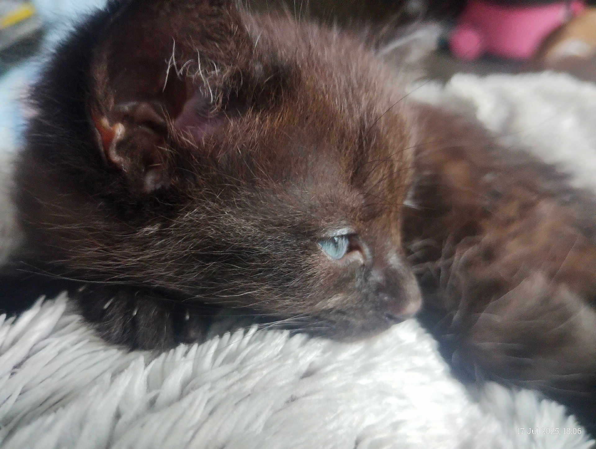 Salem joined the competition — help win amazing prizes! kitten, cat, black_cat, blue_eyes, close_up, sleeping, resting, fur, pet, animal, soft, blanket, texture, cozy, indoor, cute, young, portrait, whiskers, feline