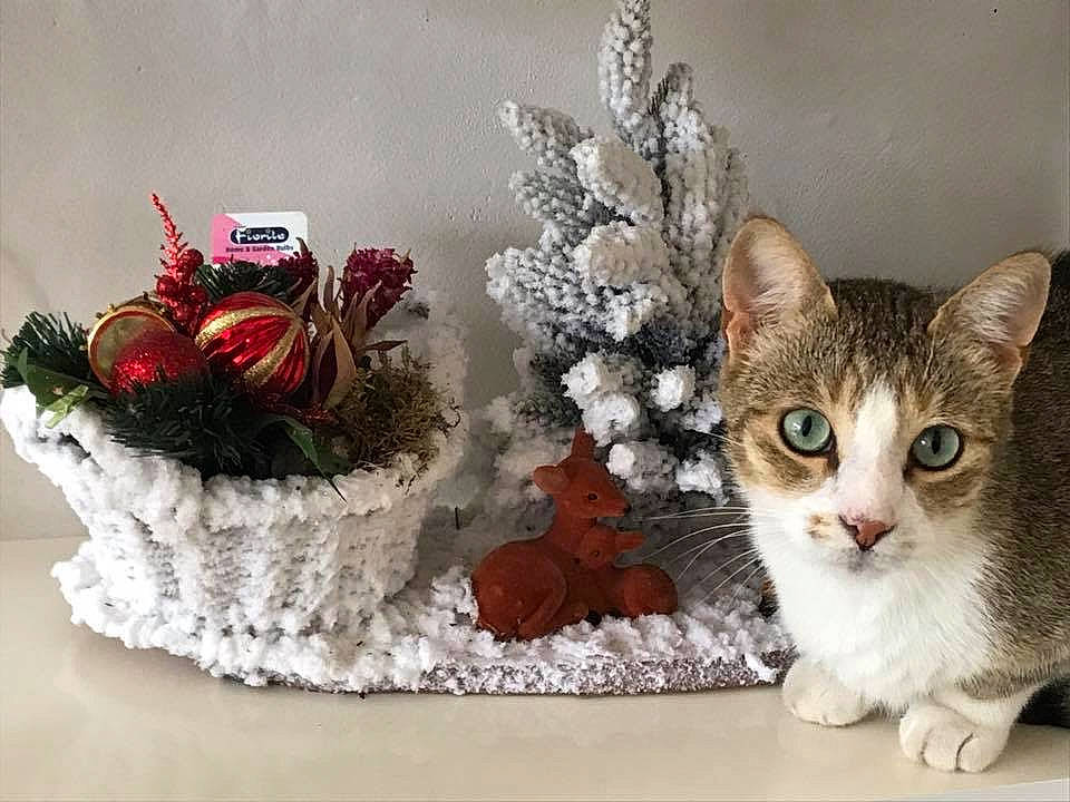 Luffy a rejoint le concours — aidez-le/la à gagner de superbes lots ! aegean_cat, american_shorthair, american_wirehair, artificial_flower, carnivore, cat, cut_flowers, cyclamen, domestic_short_haired_cat, european_shorthair, felidae, floristry, flower, flowerpot, herbaceous_plant, kitten, plant, small_to_medium_sized_cats, tabby_cat, whiskers