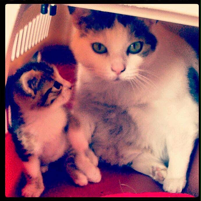 Luffy a rejoint le concours — aidez-le/la à gagner de superbes lots ! american_curl, asian, carnivore, cat, felidae, fur, kitten, love, nose, paw, photo_caption, polydactyl_cat, scottish_fold, small_to_medium_sized_cats, square, whiskers